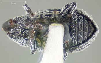 Media type: image;   Entomology 25188 Aspect: habitus ventral view